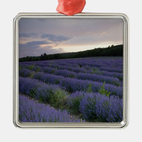 Lavender field at sunset metal ornament