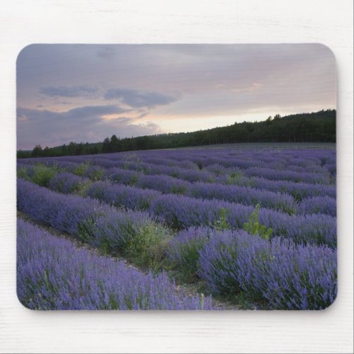 Lavender field at sunset mouse pad