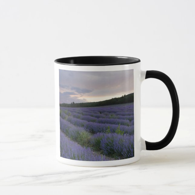 Lavender field at sunset mug (Right)