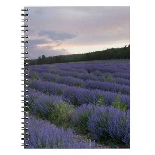 Lavender field at sunset notebook