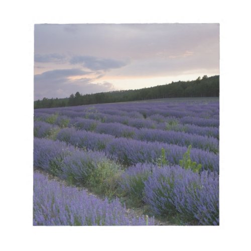 Lavender field at sunset notepad