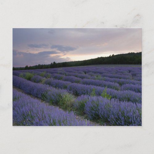 Lavender field at sunset postcard
