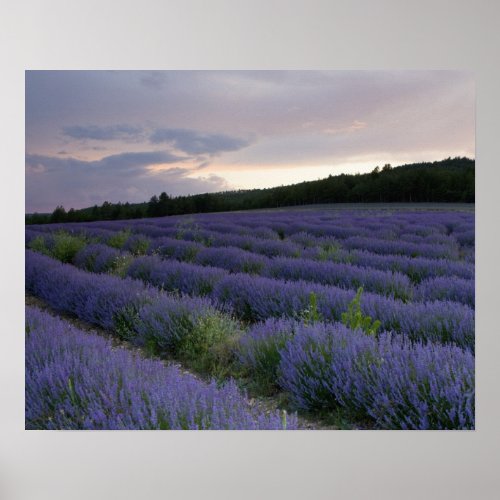 Lavender field at sunset poster