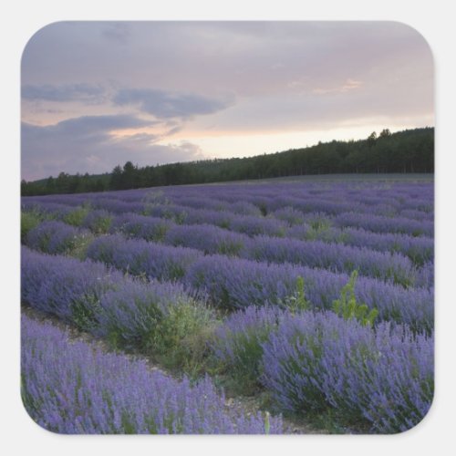 Lavender field at sunset square sticker