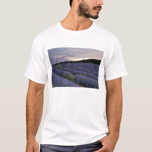 Lavender field at sunset T_Shirt