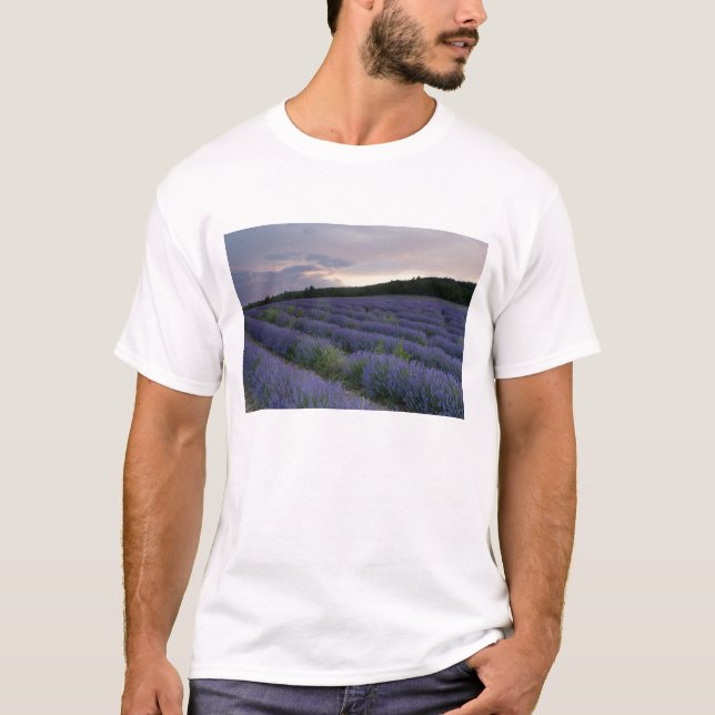 Lavender field at sunset T-Shirt (Front)