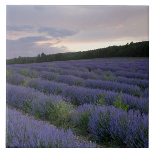 Lavender field at sunset tile