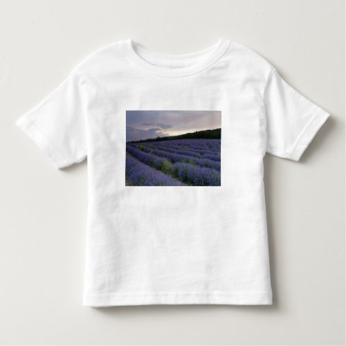 Lavender field at sunset toddler t_shirt