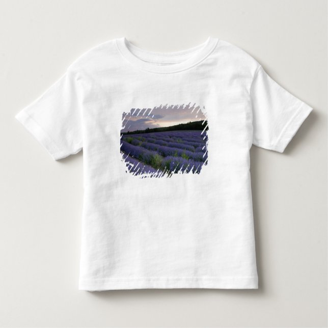 Lavender field at sunset toddler t-shirt (Front)