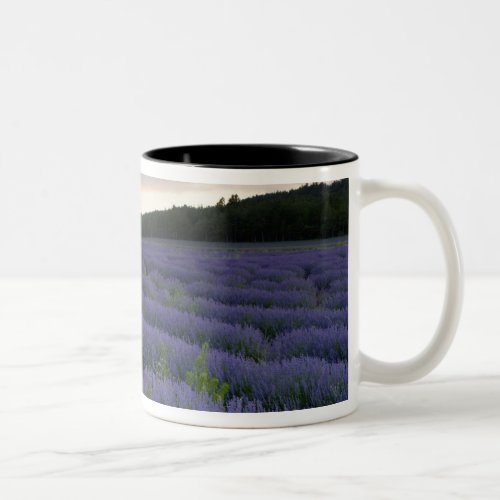 Lavender field at sunset Two_Tone coffee mug