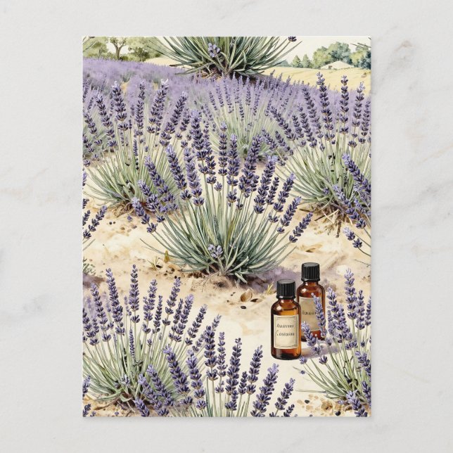 Lavender Field Essential Oil Watercolor Pattern Postcard (Front)