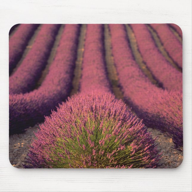Lavender field in High Provence, France 2 Mouse Pad (Front)
