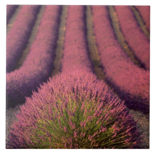 Lavender field in High Provence, France 2 Tile