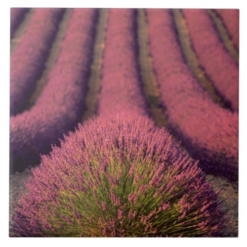 Lavender field in High Provence France 2 Tile