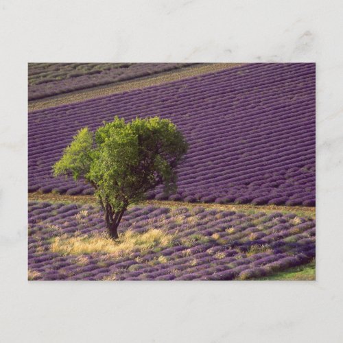 Lavender field in High Provence France Postcard