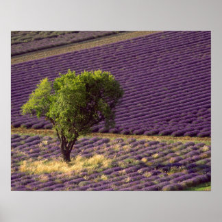 Lavender Fields Posters | Zazzle