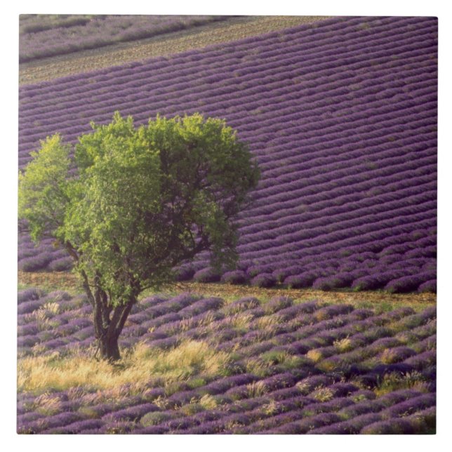 Lavender field in High Provence, France Tile (Front)