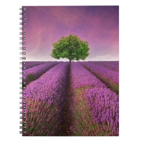Lavender Field Landscape Summer Sunset Notebook