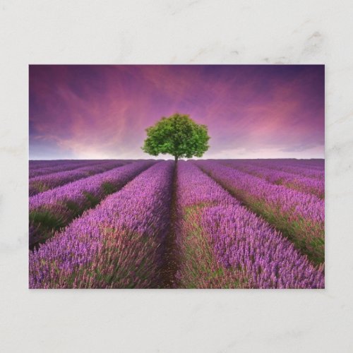 Lavender Field Landscape Summer Sunset Postcard