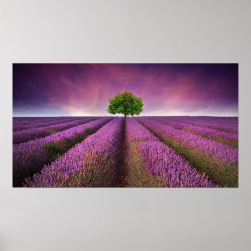 Lavender Field Landscape Summer Sunset Poster