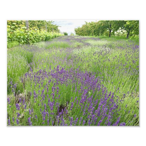 Lavender Field Photo Art