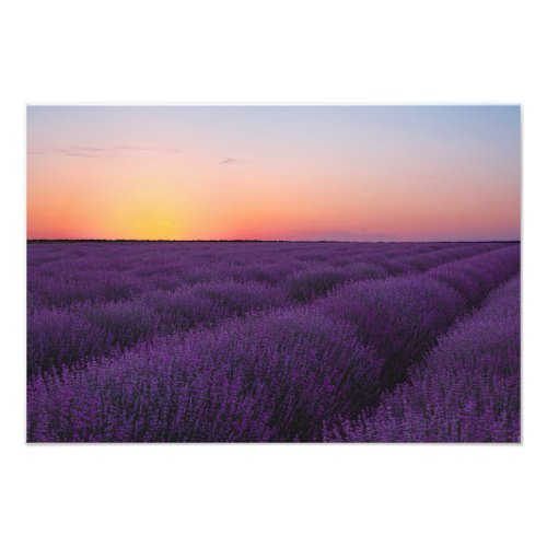 Lavender Field Photo Print