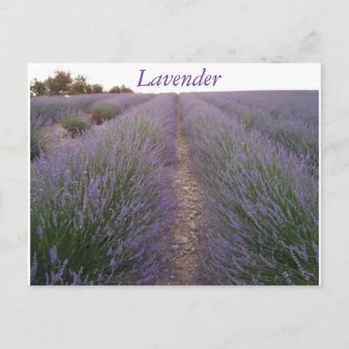 Lavender field postcard