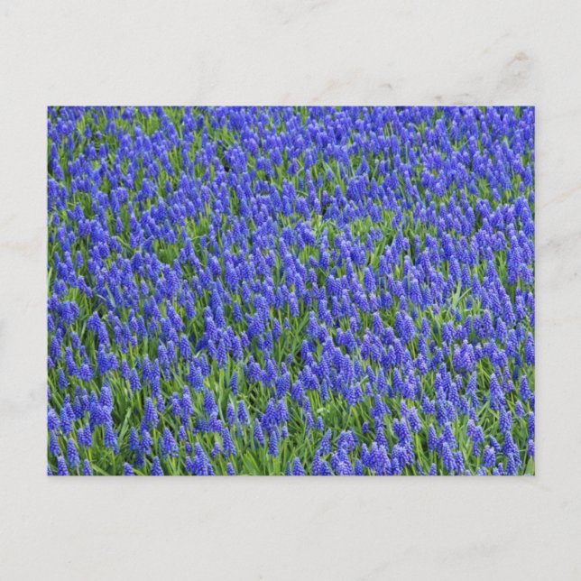 Lavender Field Postcard (Front)