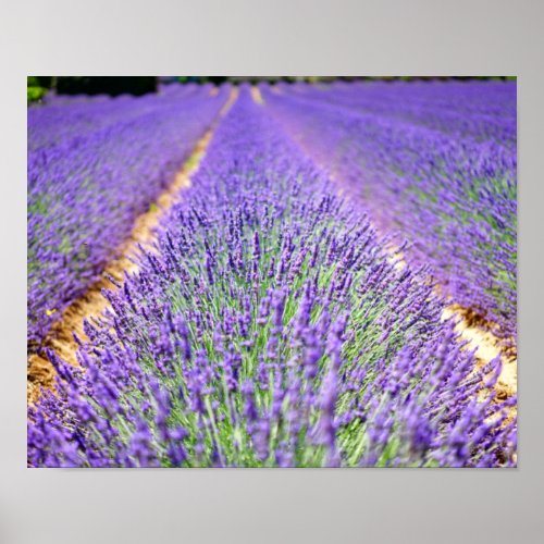 Lavender Field Poster