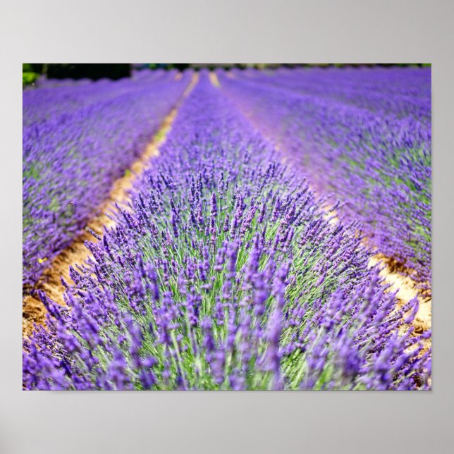 Lavender Field Poster (Front)