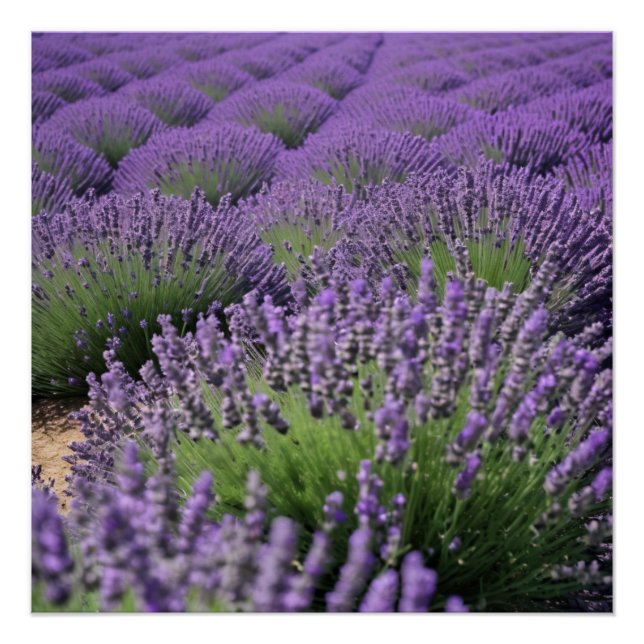 lavender field poster (Front)