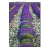 Lavender field, Provence, France (Front)