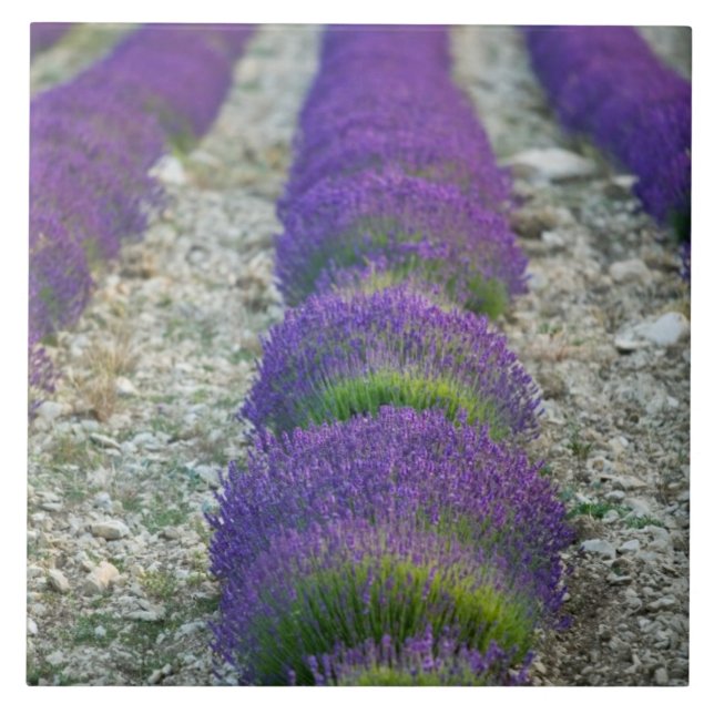 Lavender field, Provence, France Ceramic Tile (Front)