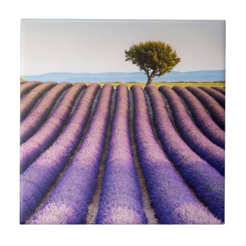 Lavender Field  Provence France Ceramic Tile