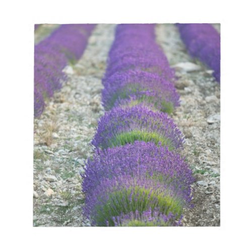 Lavender field Provence France Notepad