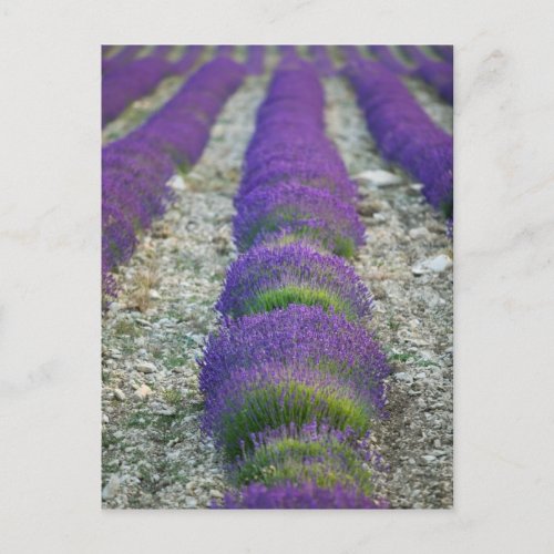 Lavender field Provence France Postcard