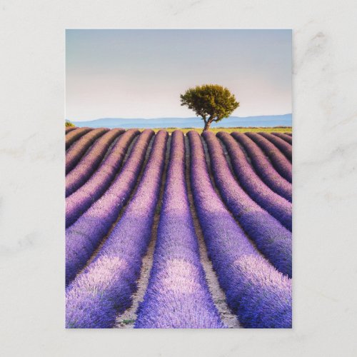 Lavender Field  Provence France Postcard