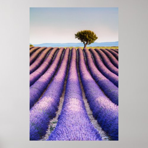 Lavender Field  Provence France Poster