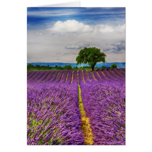 Lavender Field scenic, France Cards (Front)