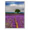 Lavender Field scenic, France