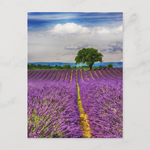 Lavender Field scenic France Postcard
