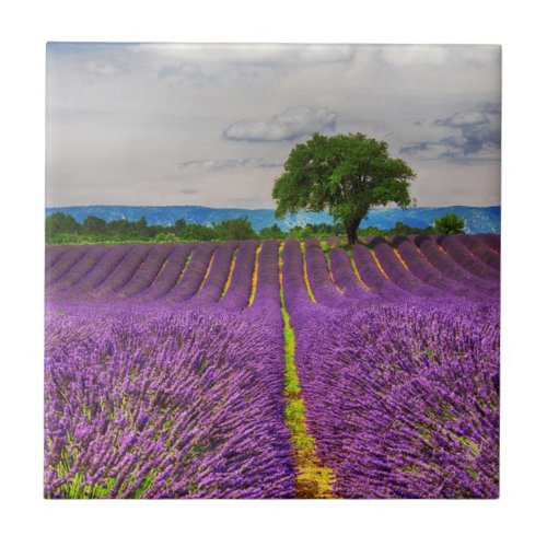 Lavender Field scenic France Tile