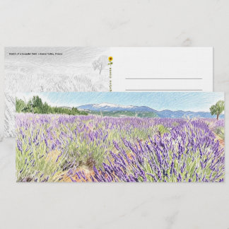 Lavender Field Sketch - Postcard