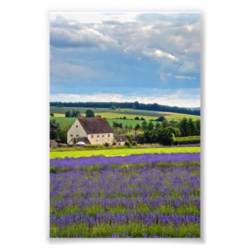 Lavender Field Summer Flowers Cotswolds England Photo Print