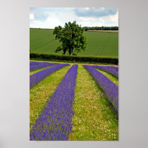 Lavender Field Summer Flowers Cotswolds England Poster