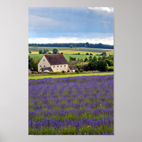 Lavender Field Summer Flowers Cotswolds England Poster