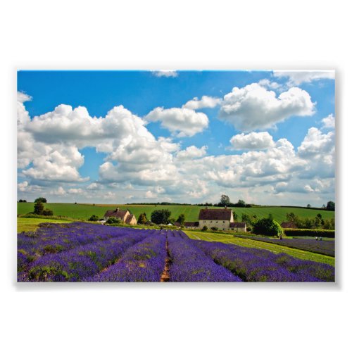 Lavender Field Summer Flowers Cotwolds England Photo Print