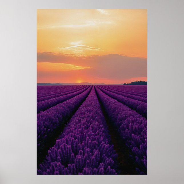 Lavender Fields at Sunset Poster (Front)