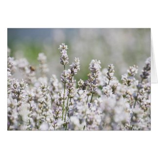 Lavender Fields Blank Greeting Card