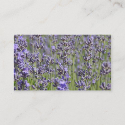 Lavender fields business card